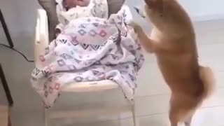 adorable dog taking care of a baby. #DOG