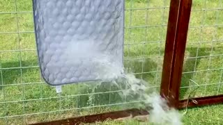 Australian Shepherd Has Water Hose Fun