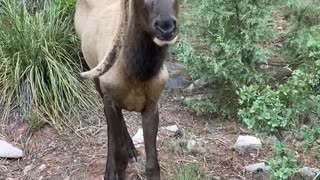 Elk with broken antler.