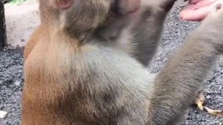 Cute monkey eating banana