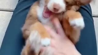 Play With Your Puppy Cute Dog