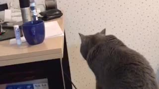 Cat trying to steal