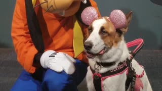 Service dog takes a picture with goofy