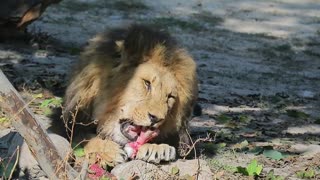 MOST DANGEROUS ANIMALS IN THE WORLD - AFRICAN LION EATS PRESS !!