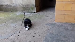 Kitten playing with tail