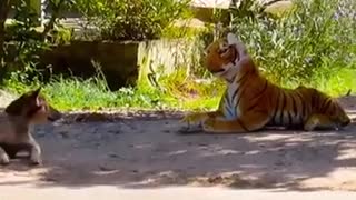 Dogs funny reaction meet fake tiger
