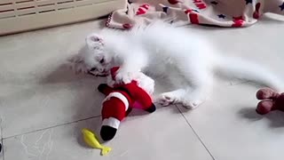 Kitten Playing With Santa Clause