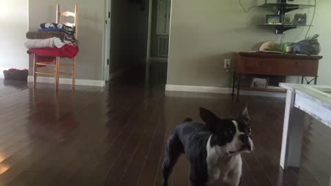 Boston Terrier pulls off back flips like a pro!