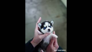 🤗Cute Husky puppy pets3