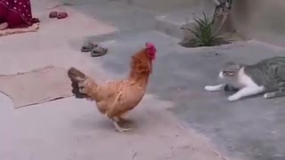 A fight between a cat and a chicken