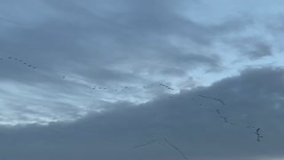 Sandhill Cranes migration North