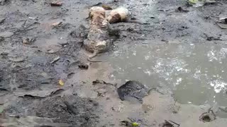 Pups Playing in the Mud