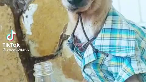 Dog wearing clothes cool