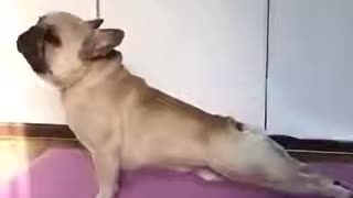 yoga exercise dog ideal