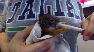 Orphaned stowaway baby squirrel is cared for by kind-hearted veterinarian