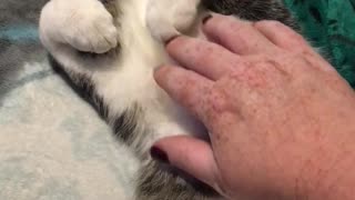 kitty loves his belly rubbed