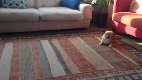 Cat Does A Hilarious Dance Every Morning, So His Owner Decides To Set It To Music