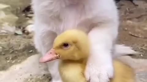 Smallest Naughty pet playing with it's lovely frend Duck
