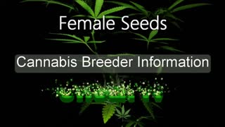 Female Seeds - Cannabis Strain Series - STRAIN TV