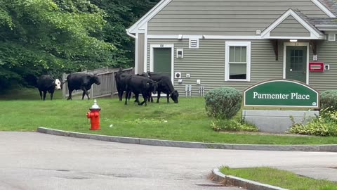 Cows Roam West Concord After Escaping From Farm