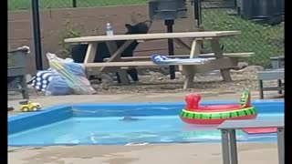 Baby Bear Busts Into Hotel Pool