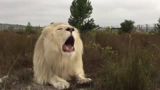 White lion roaring in south africa!