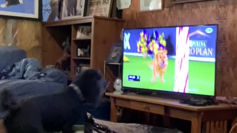 Poodle loves watching the agility competition on tv.