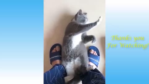 Cats And Funny Dogs Videos Compilation