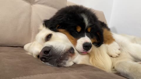 Bernese Mountain Dog Puppy Sleeps with Golden Retriever for the First Time!