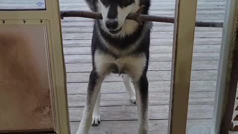 Husky tries to bring large branch inside, hilariously fails