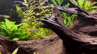 Aquarium - 4K video - Part 2