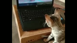 Funny cat video / cat video