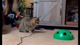 Funny Cat Moment Jump Scare