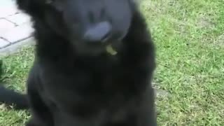 Black shepherd puppy is surprisingly twisting its head