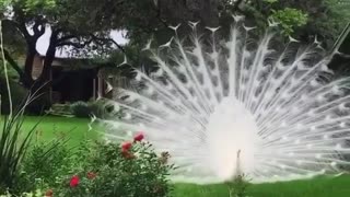 Gorgeous white peacock dance for the female birds 🦚