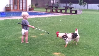Don't mess Baby Fight funny with Hendrik the rooster!