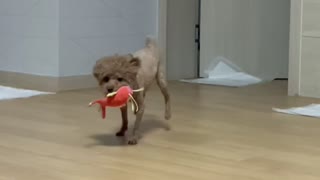Let's see a cute puppy bringing a doll.