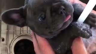 Beautiful puppy bathing | French bulldog