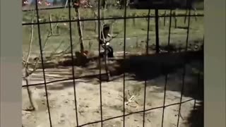 Chicken Attack Boy Funny Video