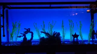 Color-changing background aquarium