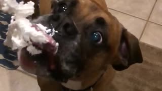 Dog Devours Whipped Cream