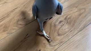 Parrot auditions for America's Next Top Model in hilarious fashion
