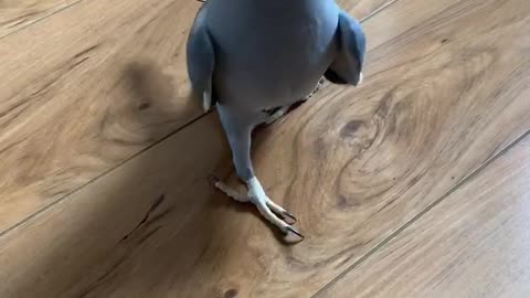 Parrot auditions for America's Next Top Model in hilarious fashion