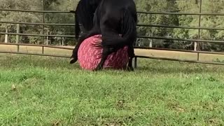 Check out this horse playing with his favorite fitness ball
