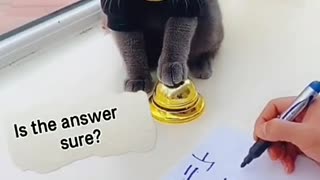 Cute cat answering math question.