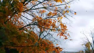 Falling Autumn Leaves