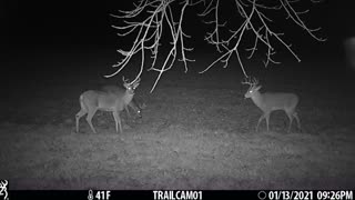 Tag teaming, two bucks against one