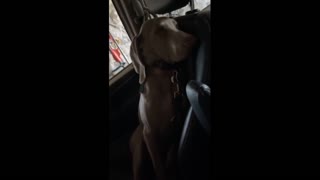 Dramatic dog throws hilarious tantrum after being denied the park!