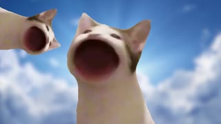 funny video of cat MUST WATCH!