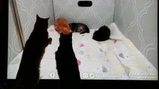 Cats watching kittens on TV